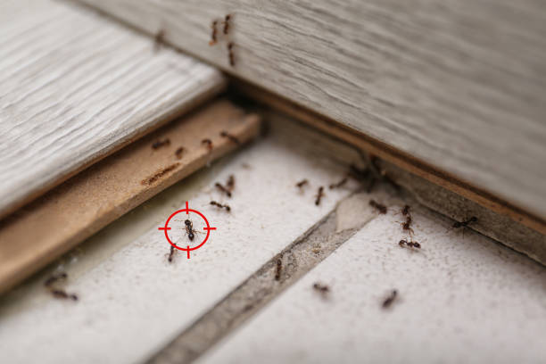Insect Control in Minier, IL