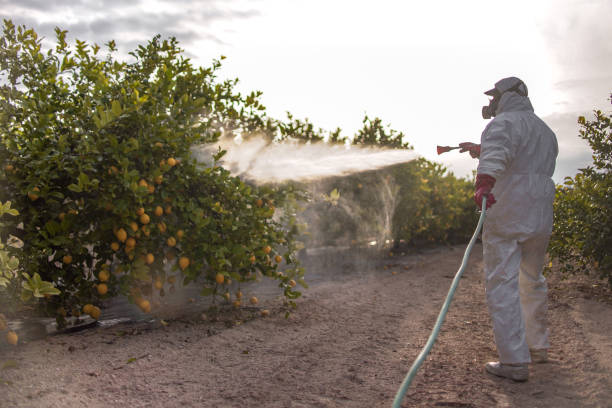 Best Termite Control Services  in Minier, IL
