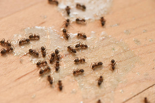 Best Flea Control Services  in Minier, IL