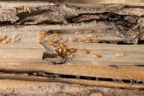 Best Pest Removal Services  in Minier, IL