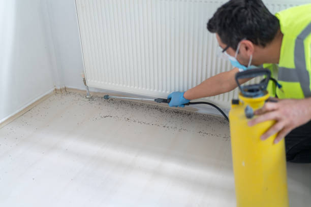 Best Wasp Removal Services  in Minier, IL